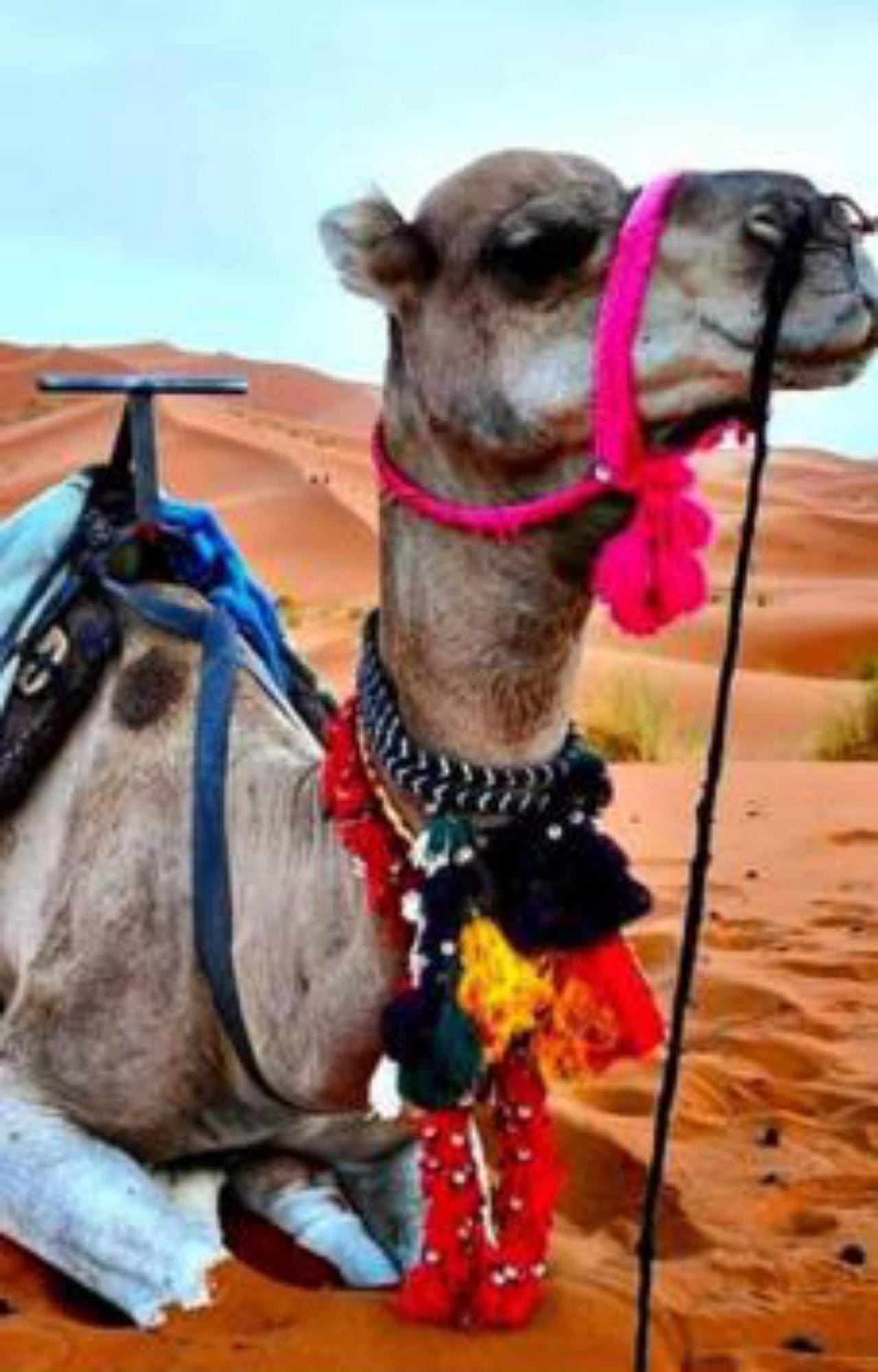 מרזאוגה Luxury Desert Camp מראה חיצוני תמונה